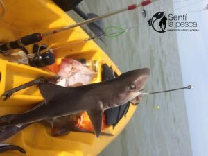 160726 VARIADA EN KAYAK1