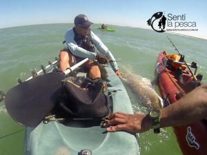 161222 ABRIMOS TEMPORADA TIBURONES24