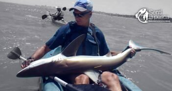 Proyecto para Conservar Tiburones en Argentina proyecto conservar tiburones desta