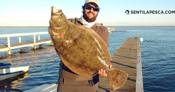 20/09/17 Lenguado de mas de 7 kg en la Albufera 17092 CHATOS DE LA ALBUFERA MARCHI dest
