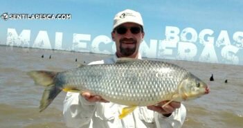 Tips para pescar Bogas Maleconeras de Berisso CONEJOS PARA PESCAR BOGAS MALECONERAS dest