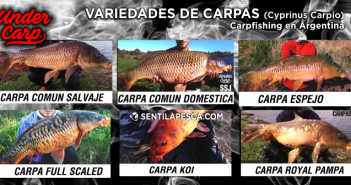 Variedades de Carpas (Cyprinus Carpio) VARIEDAD DE CARPAS UNDERCARP dest