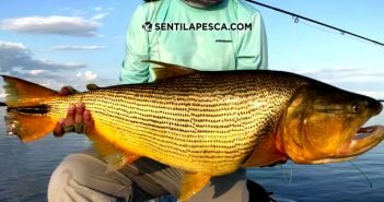Pesca con mosca: lineas para dorados LÍNEAS PARA DORADOS EN CAÑAS 8 MODERNAS FLY dest